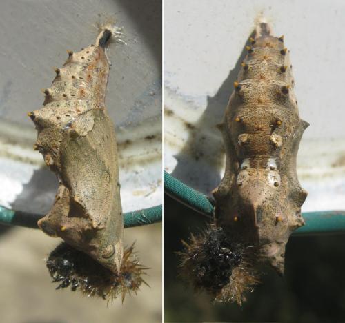 Réf. 302 885 : Nymphalis polychloros